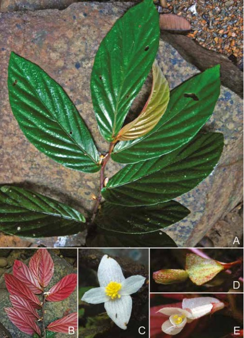 B. jamiliana